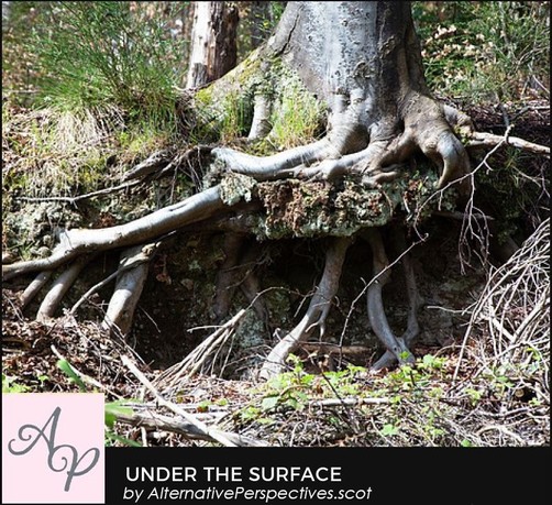 This is a photo of a beech tree growing out of the ground.  However, we see that there has been soil erosion underneath the tree and the roots that are growing down into the ground have been exposed for a section.