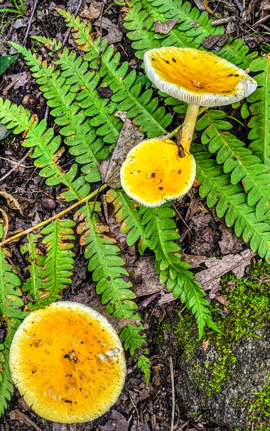 Against a forest floor covered with ground-hugging green ferns, brown fallen leaves, moss and twigs, three mushrooms grow. Their stems are pale yellow. The bottoms of their caps are an even more pale shade of yellow with deep striations. The tops of their caps are bright yellow.