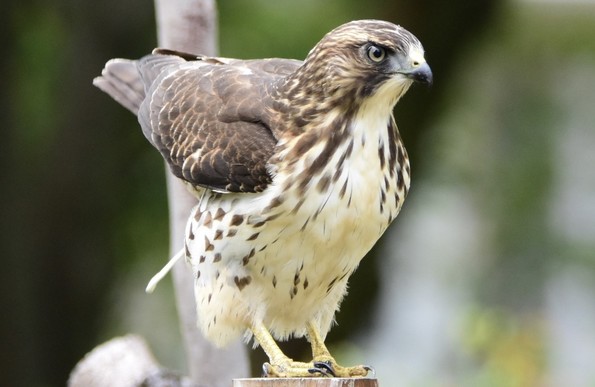 A juvenile Cooper’s Hawk raises its tail feathers and makes a poo while perched on a landscape timber in our yard.