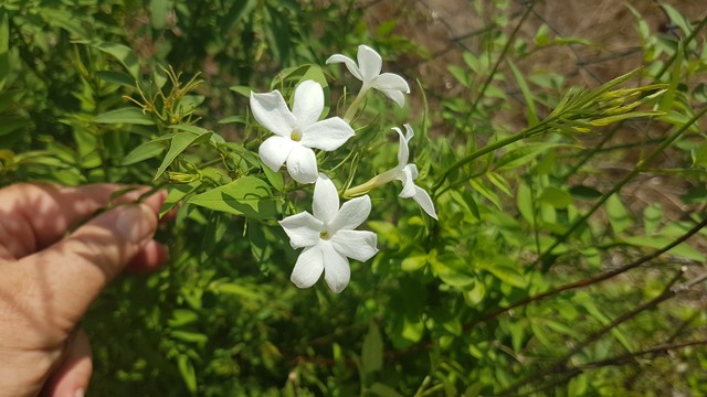 White flowers with five or six petals each, and green leaves, and a hand pointing at them.