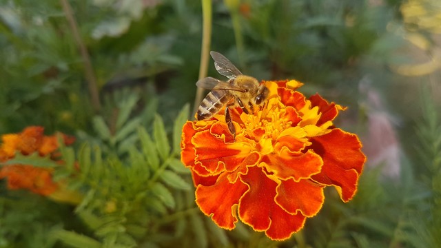 A bee sits on a flower. The flower has frilly petals in shades of orange. Green leaves surround the flower. The bee has its head in the flower and is feeding.