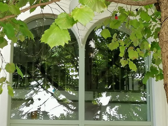 2 Fenster mit Spiegelungen
Blätter eines Baumes