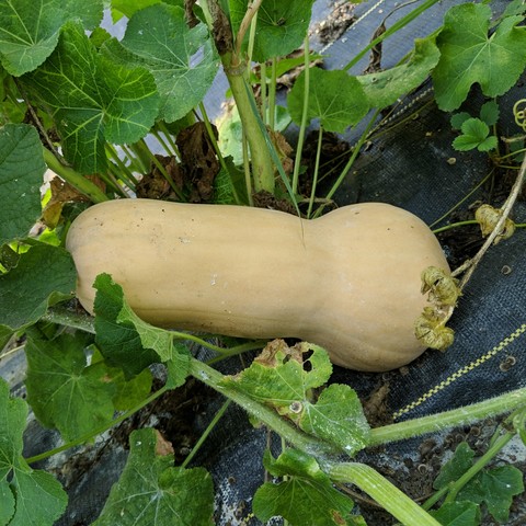 A photo of a butternut squash on the vine. It is setting on the ground that is coverd with black poly barrier and against a hollyhock plant. There are squash vines and hollyhock leaves around the squash. The squash is butter colored and more than 12 inches long with the end away from the vine being bulbous by about 1/4 of the diameter of the slender part.