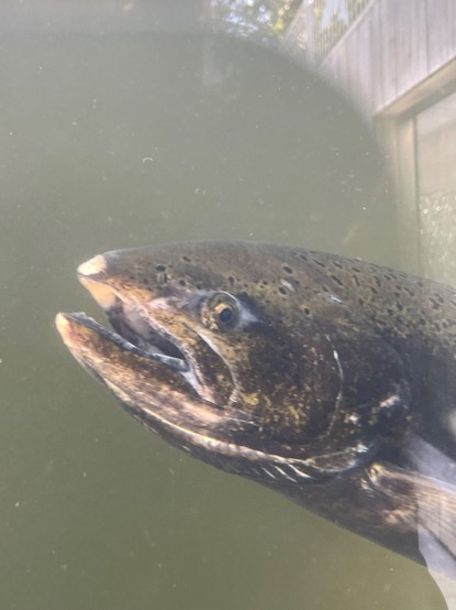 A close up of a spawning salmon’s face through a glass observation point at a park.