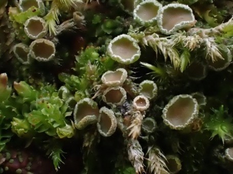 lichen with cups embedded in moss