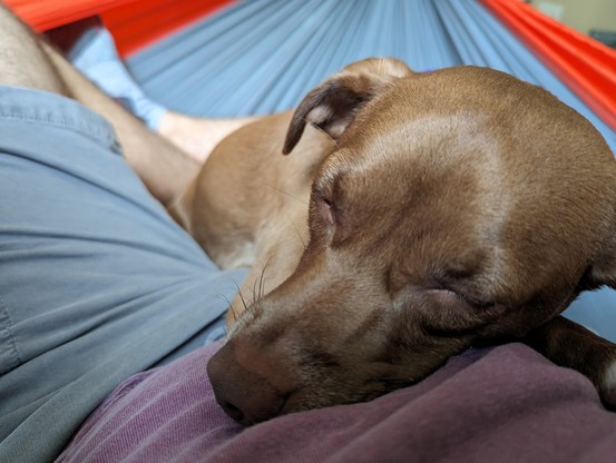 Brownish red dog sleeping on a lap. The background is a gray and orange hammock.