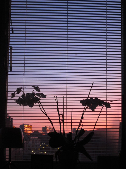 thin blinds cross a post sunset sky. There is an orchid in the foreground.