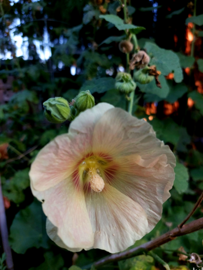 A light pink hollyhock bloom with a small halo of darker rouge near the center, surrounded by out of focus foliage.