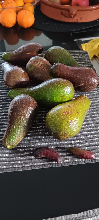 A selection of avocados from our tree