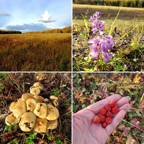 Puffy clouds in a blue sky over the fall colored trees and field.
Late blooming purple Lupin 
Golden mushrooms (look like a bunch of hamburger buns 😁)
My favorite trail snack. A handful of wild strawberries.