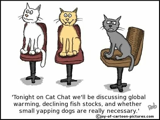 ‘Tonight on Cat Chat we'll be discussing global warming, declining fish stocks, and whether small yapping dogs are really necessary."