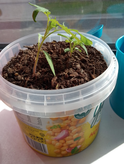 Two small tomato plants growing in a hummus container