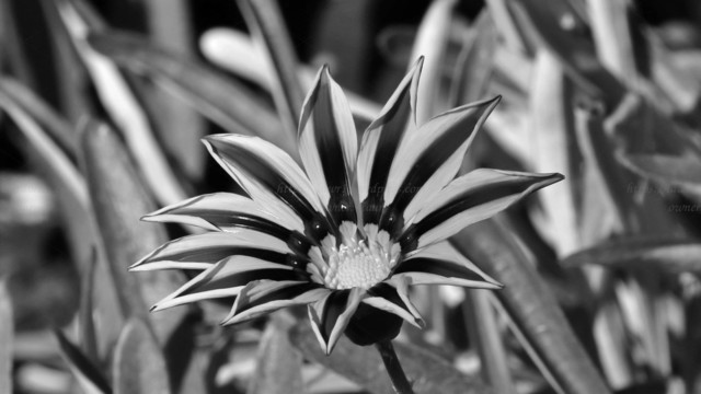 Flower, black and white, photo
