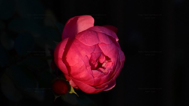 Rose, color, photo