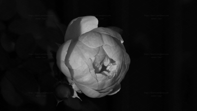 Rose, black and white, photo