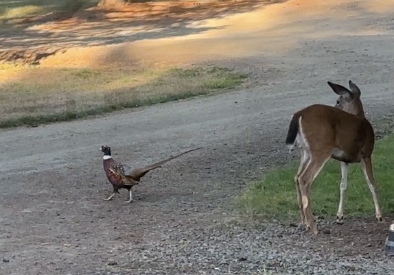 Deer doing a double take of a pheasant walking by