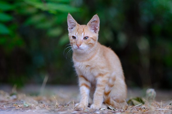 A red tabby kitten.