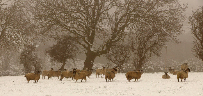 a group of sheep sheltering under the bare branches of winter trees, the grass is obscured by a layer of snow on a murky grey misty day