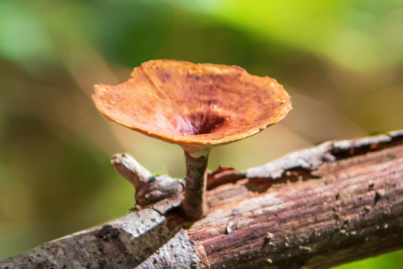 A small mushroom with a brown cap, depressed in the centre, and a darker stem; the underside of the mushroom is pored; a bit of this pored bottom can be seen at the top of the stalk. It is growing out of a small, dead stick, a branch of an alder tree.