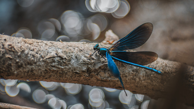 A banded demoiselle sitting on a branch that is occupying one third of the picture horizontally in the middle. The dragonfly has a nice metallic blue shimmering color with fades to black into transparent on its wings. In the background there is a river that causes round bokeh balls.