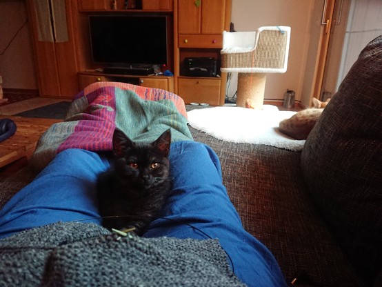 Man sieht meine Beine in einer blauen Hose, die FÃ¼ÃŸe unter einer Decke. Auf meinem SchoÃŸ liegt was Strickzeug und gleich im Anschluss zwischen meinen Beinen Schoki, unsere kleine schwarze Katze. Etwas entfernt, aber auch auf der Couch, sieht man Kiwi schlafen, unseren rot-getigerten Kater. Zufriedenes Schnurren ist zu hÃ¶ren.