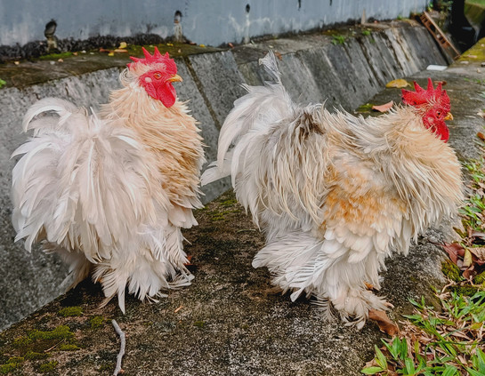 2 floofy chickens strolling along the drain