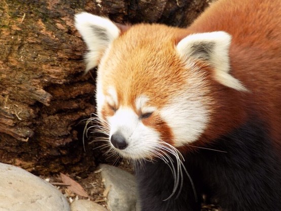Red panda standing beside a tree trunk, with its eyes closed.