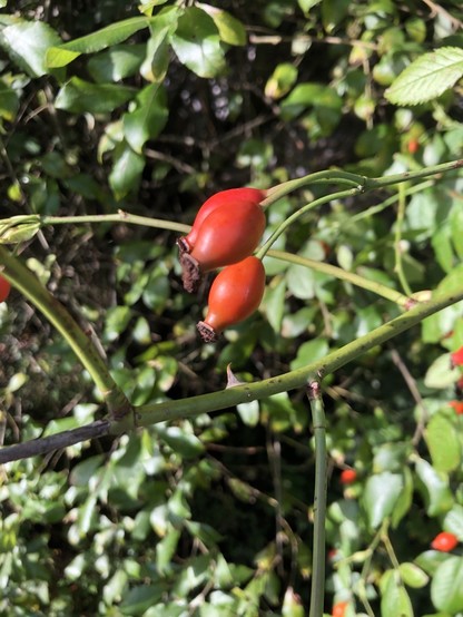 Red, elongated fruits. Possible rose hips but not sure which is why I am asking.