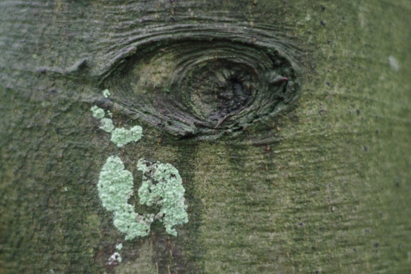 Photograph of a knot in a tree in the shape of an eye, with lichens under one corner that look like tears from the eye