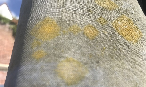 Yellow patches of what might be lichen beginning to grow on a canvas cover