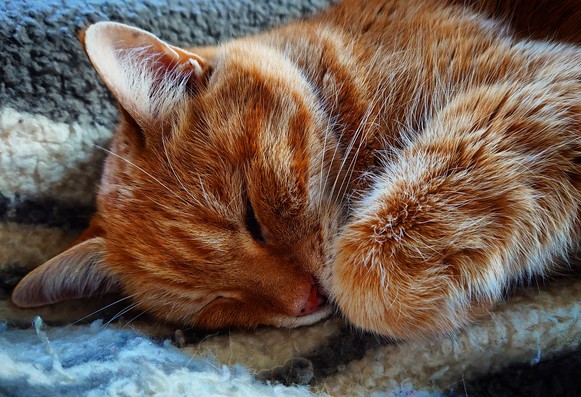 Nahaufnahme einer schlafenden roten Katze auf einer grauen Decke. Ein Auge ist leicht geöffnet.