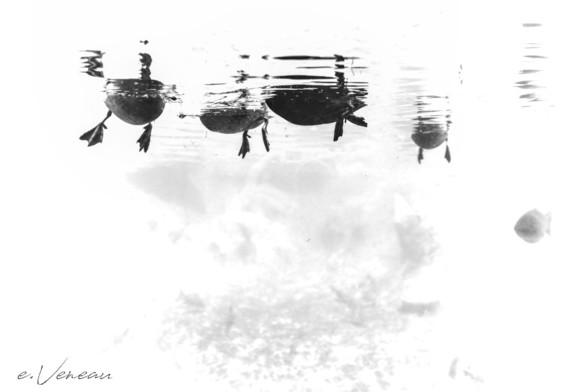 Ducks and fish seen from underwater. They appear as silhouettes and the upper bodies of the ducks above the water are not visible.