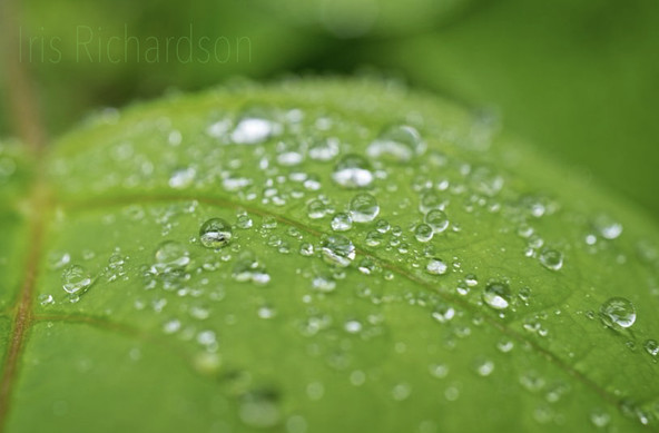 Rain covered green leaf macro photograph. Artist Iris Richardson, Gallery ArtHero 10% sale