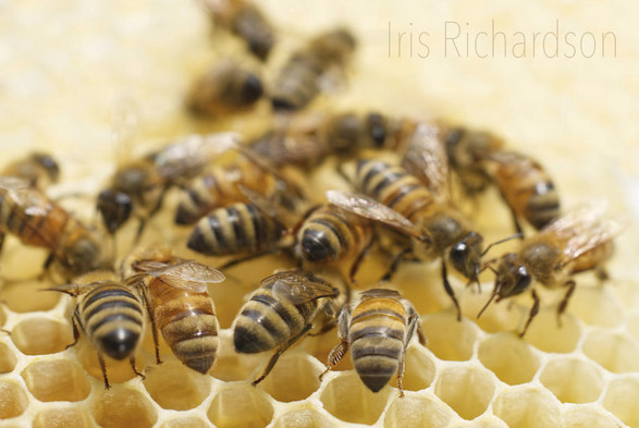 Honeybees on honeycomb macro photograph. Artist Iris Richardson, Gallery Pixel