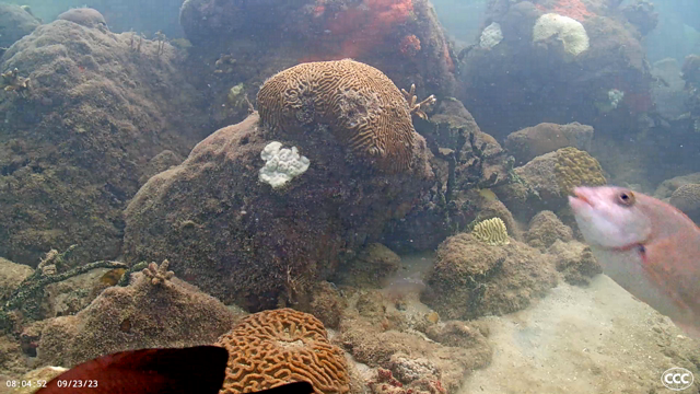 Underwater camera streaming live from an urban reef environment in Miami, Florida. It is located along the shoreline at the east end of PortMiami in about 9’ (3m) of water. The Coral City Camera provides a fish-eye view into the urban marine ecosystem that has developed around the human-made shorelines of Miami.
