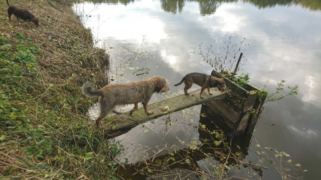 Two dogs walking on an access plank to a partially submerged water outlet near the bank of a pond.