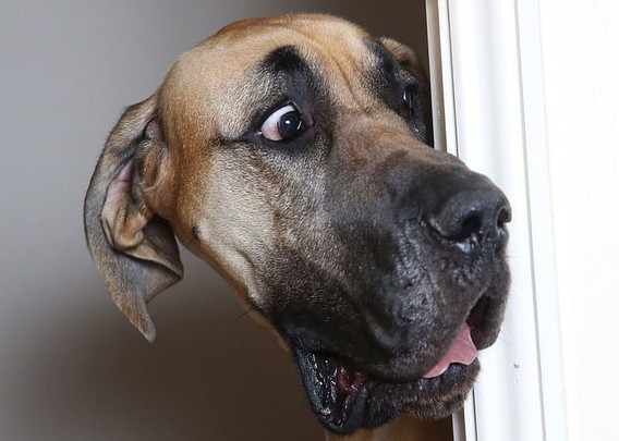 Eine dänische Dogge äugt besorgt um eine Türkante herum in ein Zimmer.
