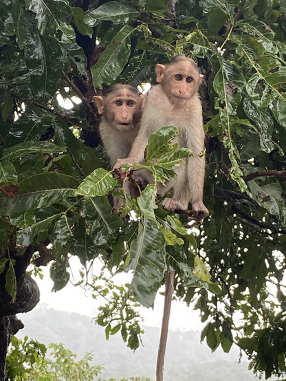 A pair of inquisitive juvenile macaques
