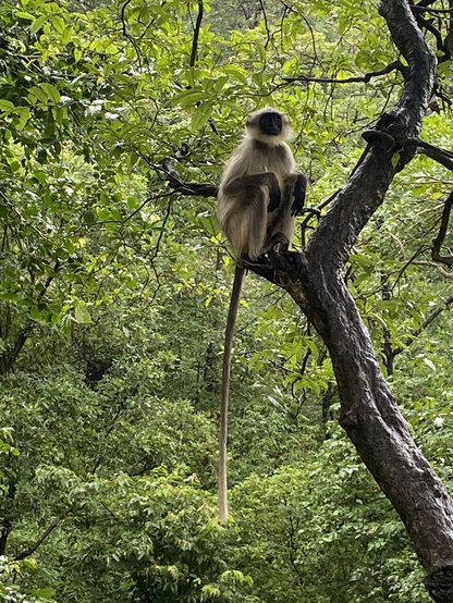 A langur monkey sitting on a tree