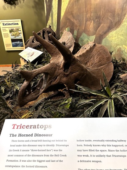Skull displayed in a diorama. Partial text in photo Triceratops The Horned Dinosaur. Three horns and a broad frill fanning out behind its head make this dinosaur easy to identify. Triceratops (in Greek it means "three-horned face") was the most common of the dinosaurs from the Hell Creek Formation. It was also the biggest and last of the ceratopsians: the horned dinosaurs. hollow inside, eventually extending halfway horn. Nobody knows why this happened, o may have filled the space. Since the hollow was weak, it is unlikely that Triceratops a defensive weapon.