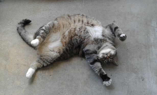 Ce beau gros chat est couché sur le dos et il nous invite à jouer avec lui.
© 2023, Chartrand Saint-Louis, photographe