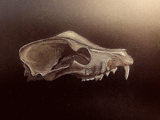 Pastel drawing of dog skull on dark paper. View from the side showing eye socket and teeth. Drawing is in shades of umber, black, and white.