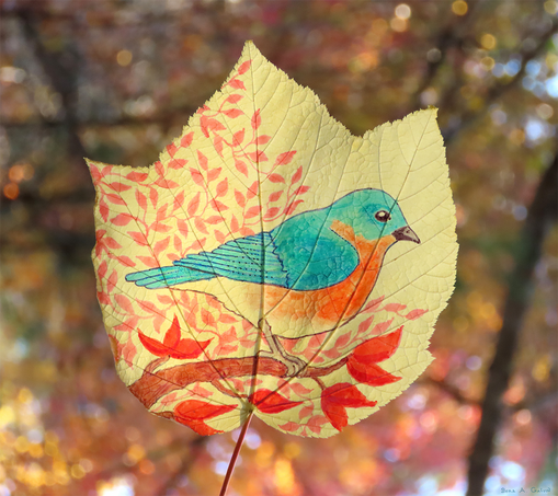A photograph of a pale cream-colored striped maple leaf with an eastern bluebird drawn on it in permanent marker. The eastern bluebird in the drawing is perched on a branch with red leaves.