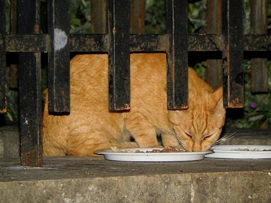 an orange stray cat  eating some cat food  from a white saucer on a  wall ,  behind some bars