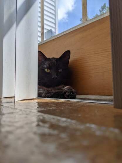 Photo of a small short haired black cat laying next to a sliding door in the sunlight.