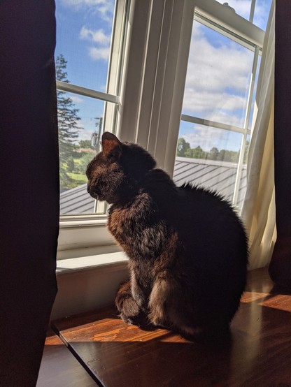 Second photo of a small short haired black cat looking out the window debating if she should buy a boat lol.