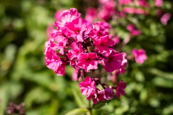 A flower head composed of a cluster of hot pink ruffled petals.