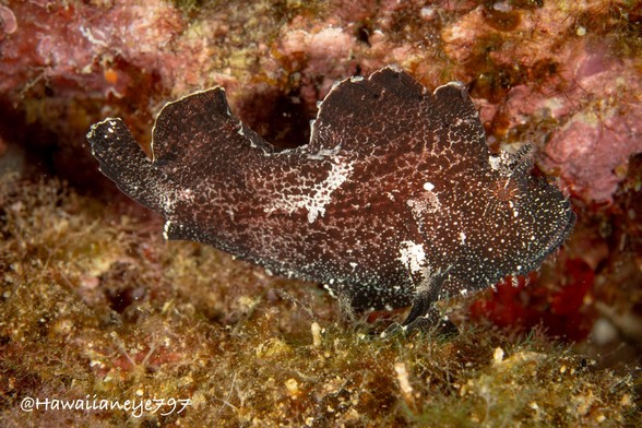 A dark brown fish with prominent dorsal fins, giving it the appearance of a flattened leaf, facing camera right.