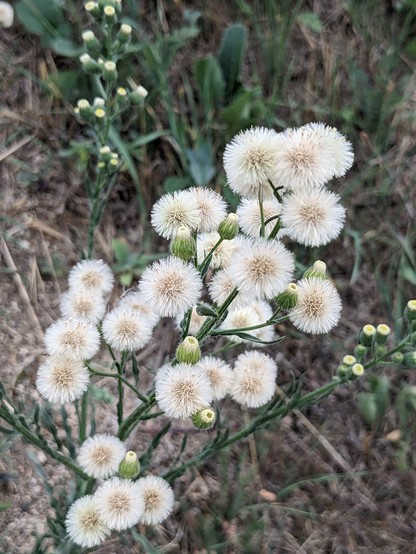 A spike of small, round, cream-colored, dandelion-like flowers, with a few green, unopened buds interspersed and in the background.