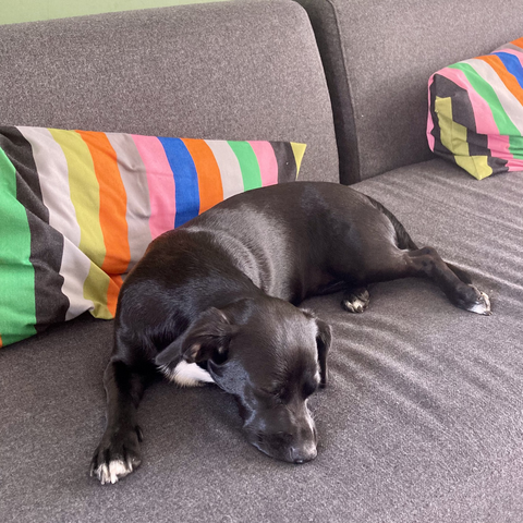 Photo of a small short haired black dog lying asleep on a grey sofa.